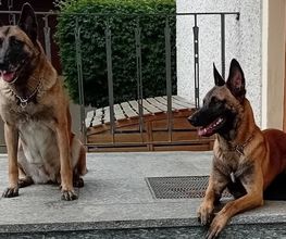 DVP Sicherheit e.K. Bild 13