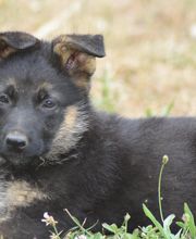 Elevage du Domaine de Stan image 2