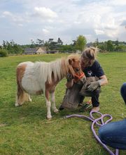 Champeaux Élodie marechal ferrant 27 eure image 12