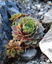 keller & meier Gartengestaltung AG Bild 5