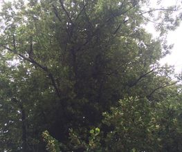 Fichot Paysage image 17