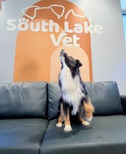 South Lake Vet image 7