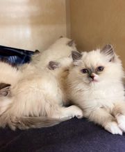 Middendorf Animal Hospital & Laser Centre image 4