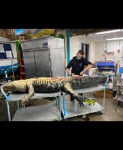 Carroll's Wildlife Taxidermy image 10