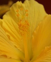 Blumen Eichenberger Horgen Bild 9