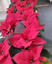 Carrément Fleurs - Fleuriste Clermont-Ferrand 63 - Livraison de fleurs à domicile image 7