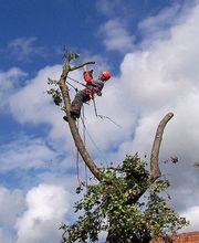 Nature Domestiquee image 19