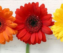 Silke Engel Blumen Bild 1