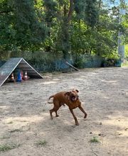 Dogcoach Hundezentrum Bild 8
