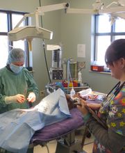 Marshfield Veterinary Service image 1