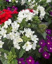 A. Pinto Fleurs Bild 12