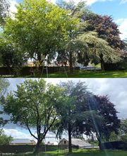 Franglais Soins Des Arbres image 8