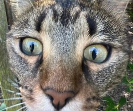 La Colo Des Cats Pattes image 9