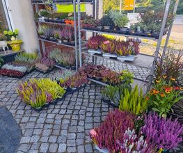 Blumenscheune Bild 5