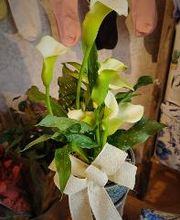 Broad Brook Gardens image 18