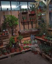 PflanzenWunder Bild 1