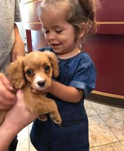 Taylor Animal Hospital of Parkville image 19