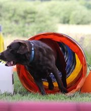 Hundeschule RolfsRudel  Rolf Matar Bild 8