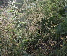 Wildpflanzengärtnerei Flora di Berna Bild 14