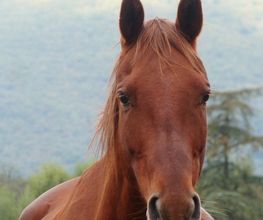Cheval Vert image 1