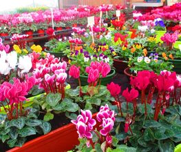 Du Potager Fleuri GAEC image 9