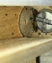 Dérat Guêpe 26 image 10