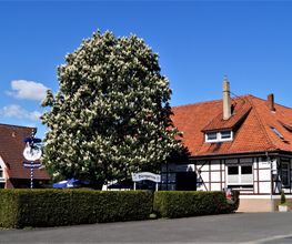 Landgasthaus Zum braunen Hirsch Christian Aue Bild 4