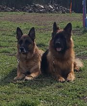 Educa'Dog image 1