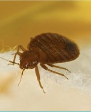 SafeHaven Pest Control image 9