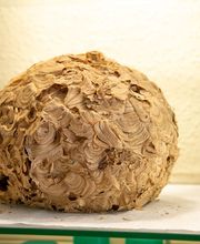 S.T.A.D Société de Travaux d'Assainissement et de Désinfection image 12