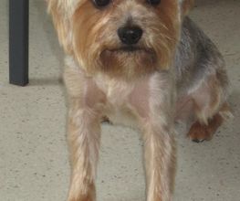 Com Chien Et Chat image 6