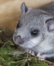 Insekta Schädlingstechnik GmbH Bild 5