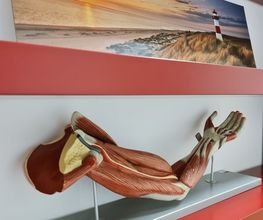 Physiotherapie und Osteopathie Andersch Bild 4