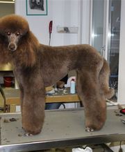 Hundesalon Dany Bild 4