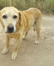 Second Hand Hunde in Not Bild 5