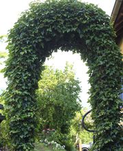 Elztal Gartenbau Bild 47