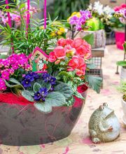 Fleurs Stempfler image 6