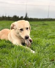 Dierenhotel Pandora afbeelding 9