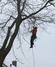 Dirven Boomverzorging afbeelding 2