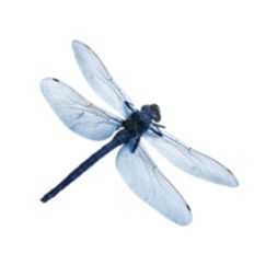 MétamorFozes - Bilan de Compétences -Coaching - Psychopraticienne - DISC - Formation -