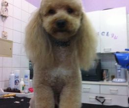 PRINCESS CANICHE image 10