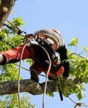 Florian Théry Élagage image 2