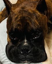 Apple Valley Veterinary Clinic image 18