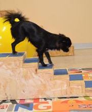 Ospedale Veterinario San Francesco immagine 12