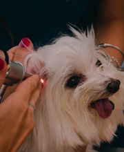 Gallery Professionale