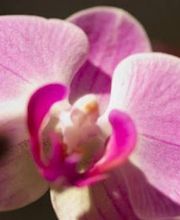 Poirot Alain Fleuriste image 1