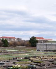 Staudengärtnerei Siegmar Poltermann Inhaber Björn Poltermann Bild 2