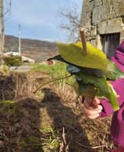 Casa Niño O Bicarelo imagen 11
