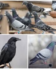 Essaddi Nuisible Expert Bild 3