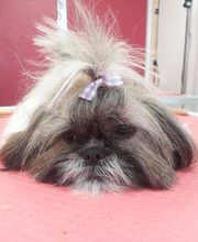 Toutou Tip Top image 2